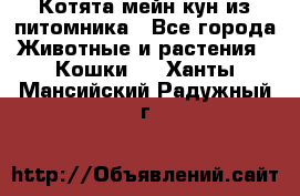 Котята мейн-кун из питомника - Все города Животные и растения » Кошки   . Ханты-Мансийский,Радужный г.